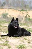 SCHIPPERKE 183